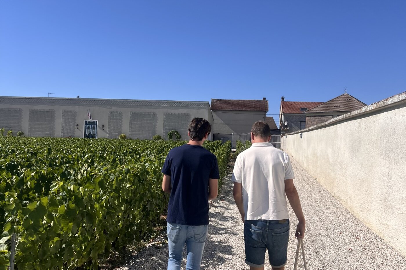 Gåtur mellem vinstokkene ved André Clouet i Bouzy